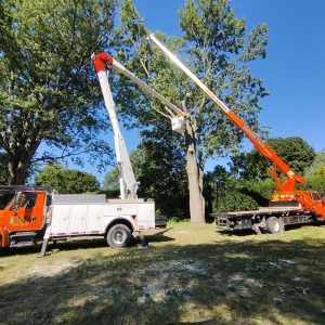 Tree removal service in Chatham