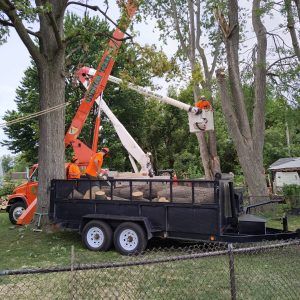 Tree removal services in Chatham