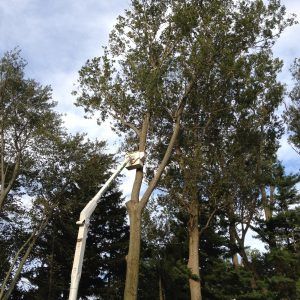 Boom truck removing a very tall tree with safety in mind