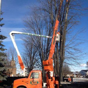 Crane removing a tree