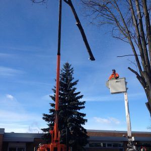 Crane removing Chatham tree