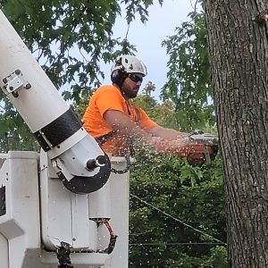 Tree being removed with a chain saw