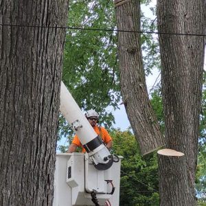 Tree being cut with a chain saw