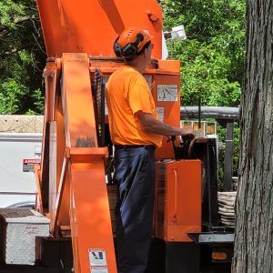 Arborist removing a tree