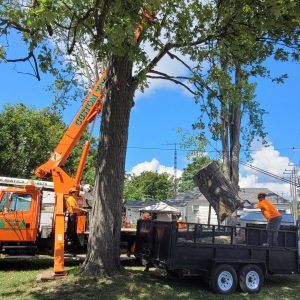 Professional tree removal services
