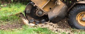 Stump Grinding & Tree Removal
