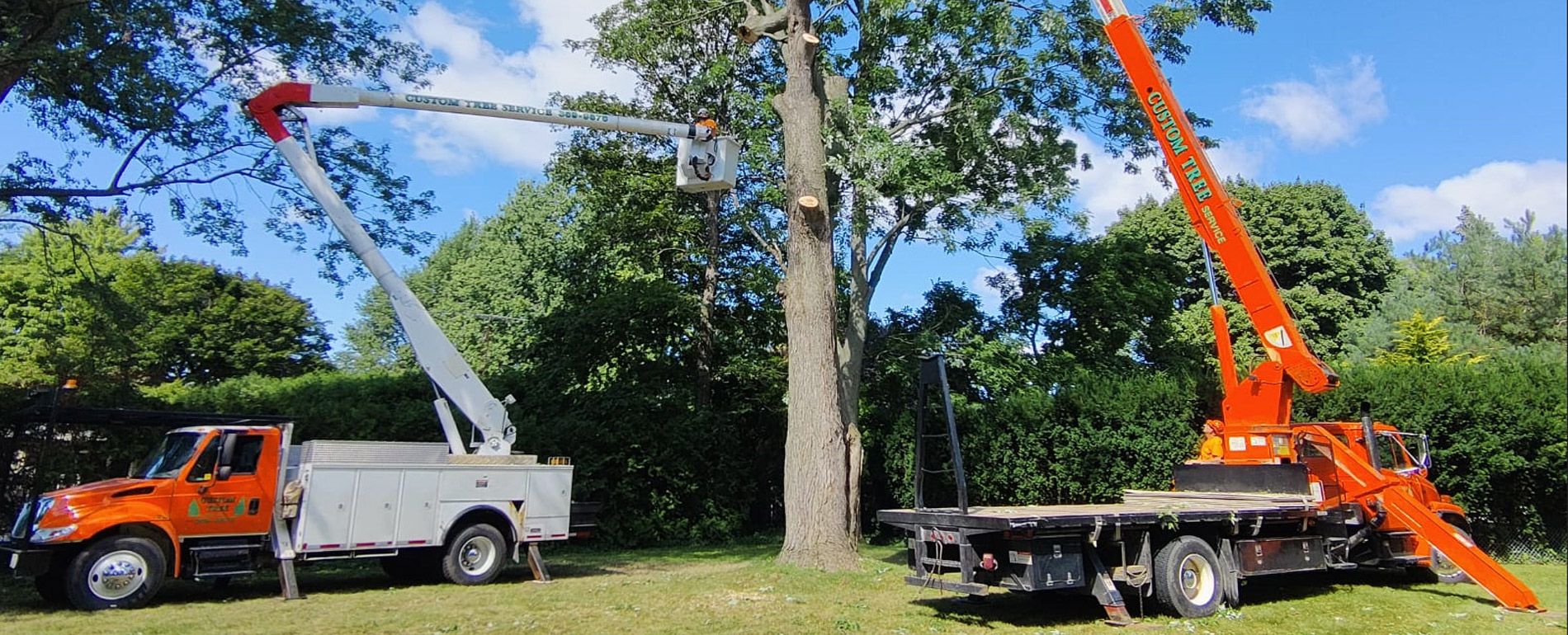 Tree Removal Services for Chatham-Kent